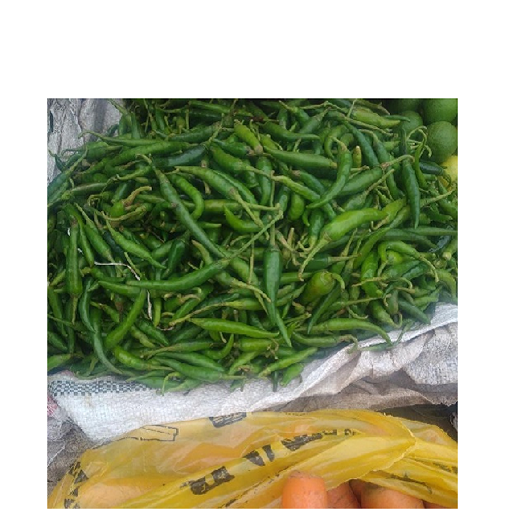 Green Pepper Jegolgifts